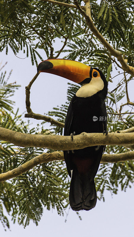 巨嘴鸟(Ramphastos toco)，也被称为常见的巨嘴鸟或巨嘴鸟，是最大的，可能是最有名的巨嘴鸟家族的物种，发现于潘塔纳尔，巴西。